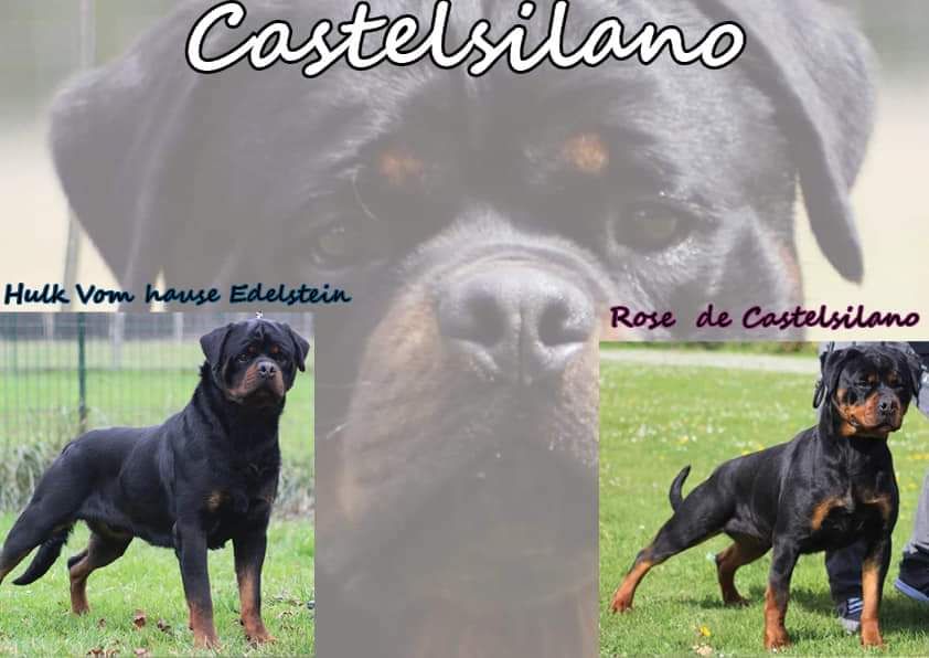chiot Rottweiler De Castelsilano