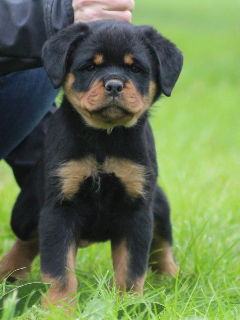 De Castelsilano - Chiot disponible  - Rottweiler