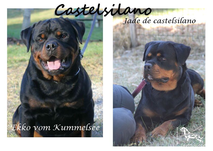 De Castelsilano - Rottweiler - Portée née le 22/04/2017