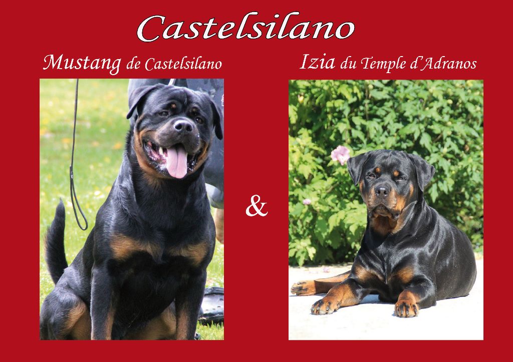 De Castelsilano - Rottweiler - Portée née le 06/08/2017
