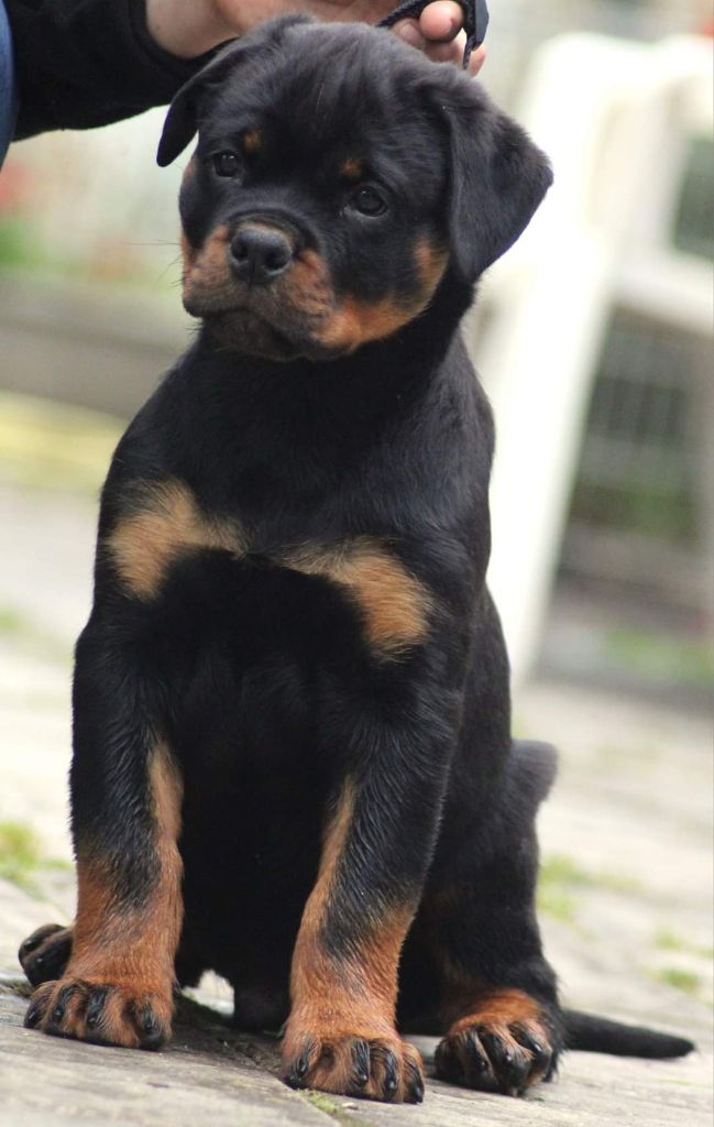 De Castelsilano - Chiot disponible  - Rottweiler