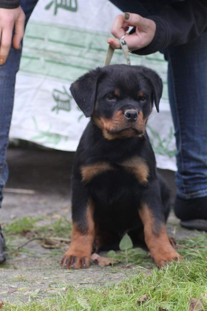 De Castelsilano - Chiot disponible  - Rottweiler