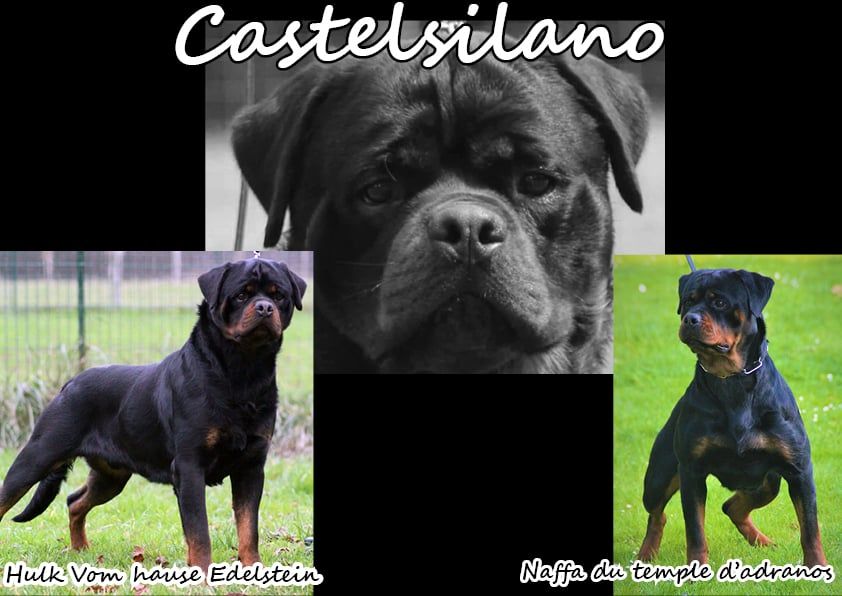 De Castelsilano - Chiot disponible  - Rottweiler