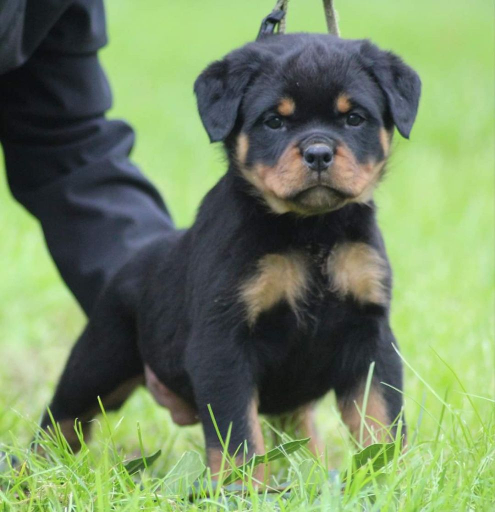 De Castelsilano - Chiot disponible  - Rottweiler