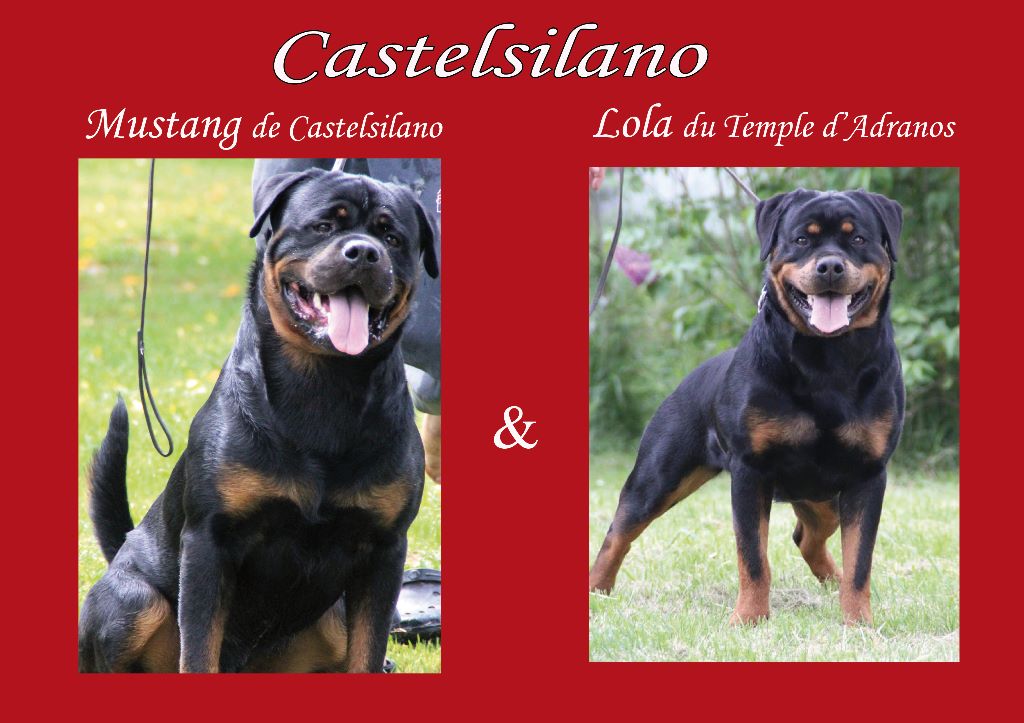 De Castelsilano - Rottweiler - Portée née le 26/08/2017
