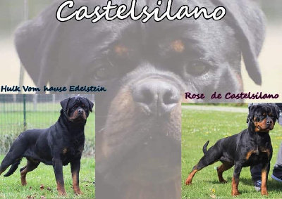 De Castelsilano - Rottweiler - Portée née le 09/02/2024