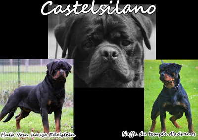 De Castelsilano - Rottweiler - Portée née le 13/03/2024