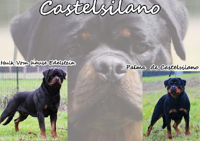 De Castelsilano - Rottweiler - Portée née le 24/09/2024