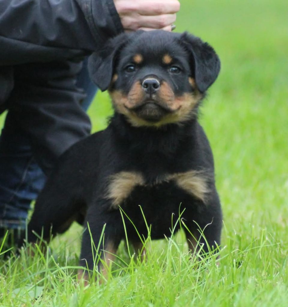 De Castelsilano - Chiot disponible  - Rottweiler