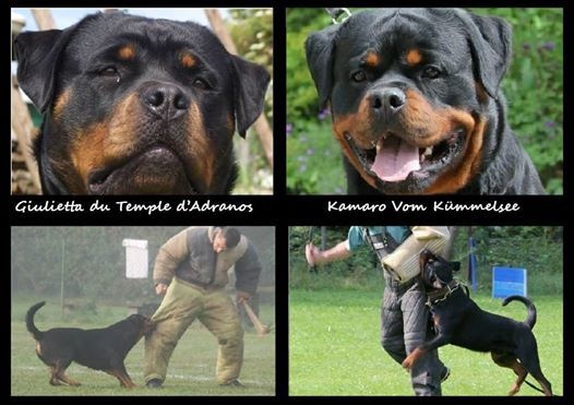 De Castelsilano - Rottweiler - Portée née le 28/05/2014