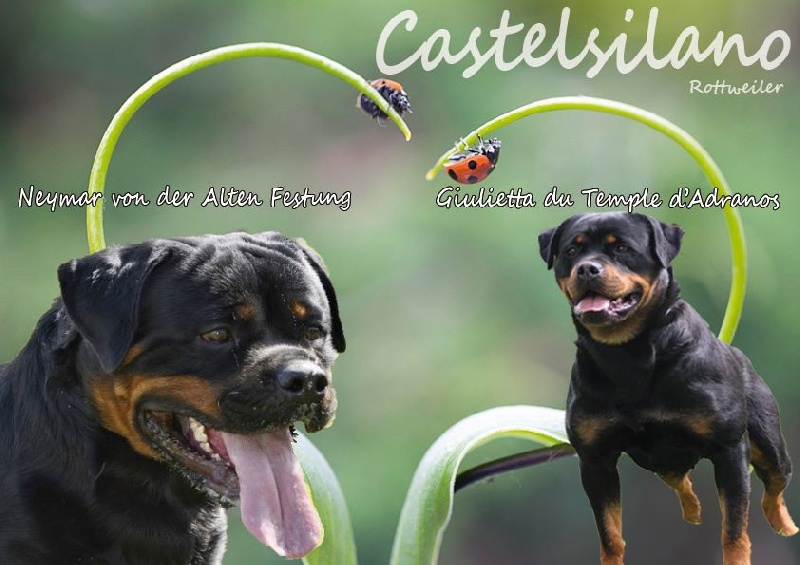 De Castelsilano - Rottweiler - Portée née le 25/02/2016