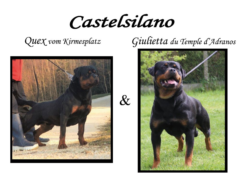 De Castelsilano - Rottweiler - Portée née le 31/03/2017