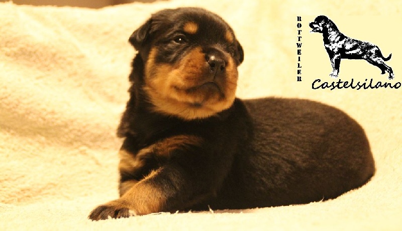 De Castelsilano - Rottweiler - Portée née le 12/10/2015