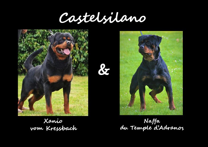 Chiot Rottweiler De Castelsilano