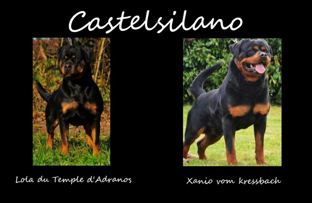 Chiot Rottweiler De Castelsilano