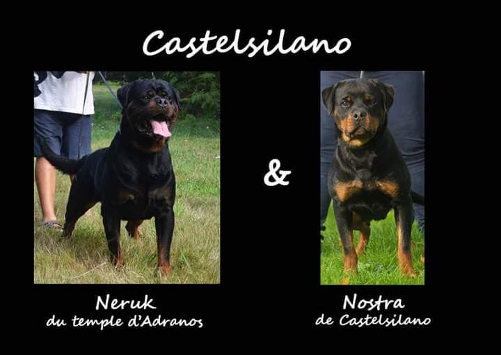 Chiot Rottweiler De Castelsilano