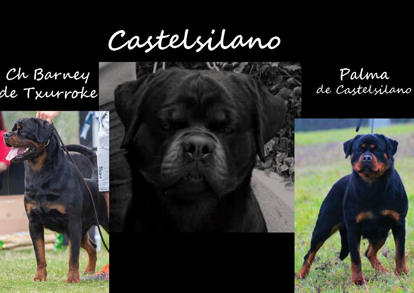 Chiot Rottweiler De Castelsilano